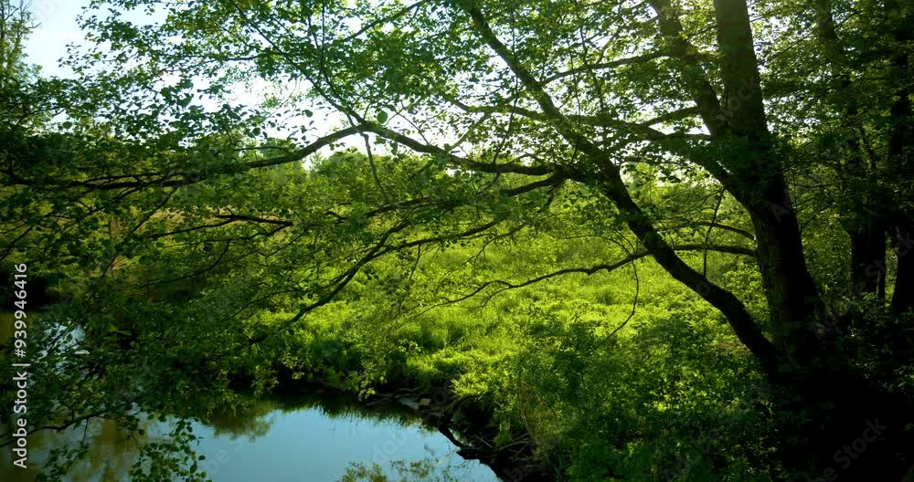 Green wilderness on the riverbank, calmly flowing river, birdsong, relaxation in nature, Spree, Spreewald, Germany, Europe Green wilderness on the riverbank, calmly flowing river, birdsong, relaxation in nature, Spree, Spreewald, Germany, Europe