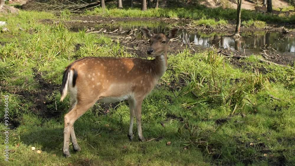 Young fallow deer gracefully wandering through a lush grassy field Young fallow deer gracefully wandering through a lush grassy field
