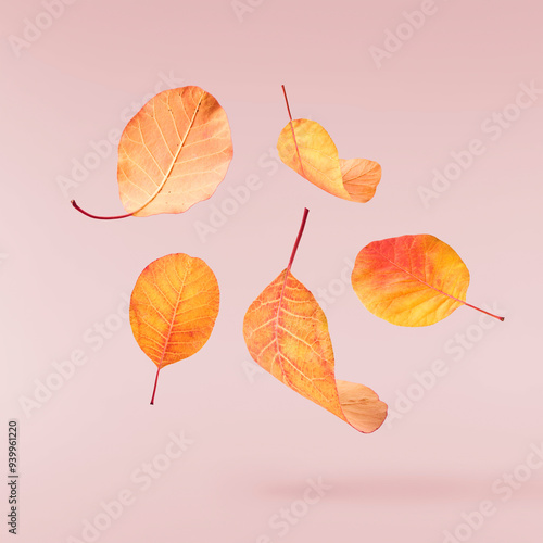 Beautiful bright colorful autumn leaves falling in the air isolated on pink background. Zero gravity or levitation autumn conception. High resolution image.