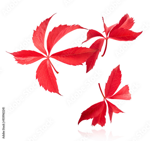 Beautiful bright colorful autumn leaves falling in the air isolated on white background. Zero gravity or levitation autumn conception. High resolution image.