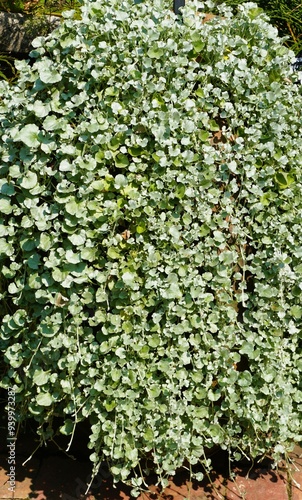 Wallpaper Mural Long trailing leaves of Dichondra Argentea 'Silver Falls' Torontodigital.ca