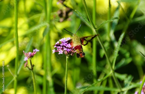 Closeup of a hummingbird clearwing moth pollinating the Pugster Blue Butterfly Bush photo