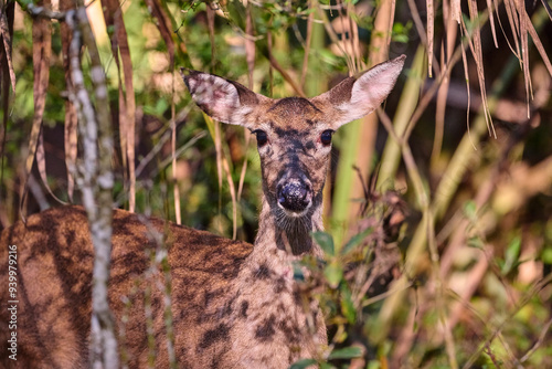 Female white tailed deer, in the forest.