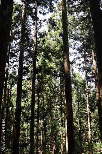 Magical Forest in Japan
