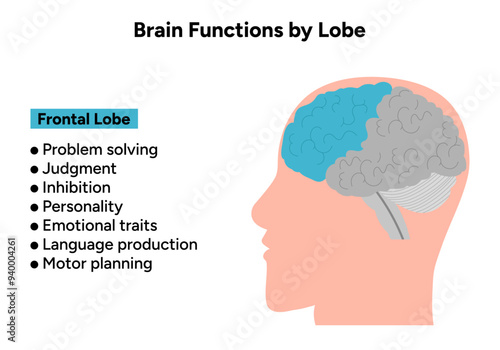 Brain functions by lobe. Frontal lobe