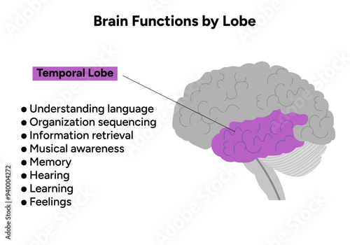 Brain functions by lobe. Temporal lobe