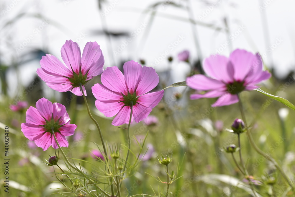 Fototapeta premium そっぽむくこすもす