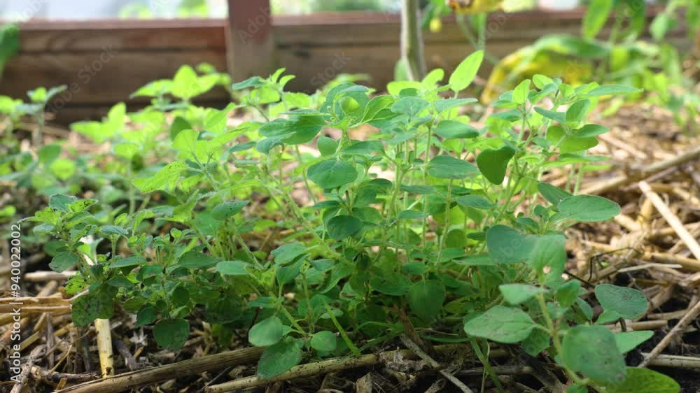 oregano origanum vulgare herb oregano origanum vulgare herb