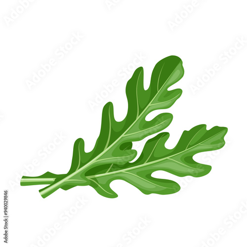 Vector illustration of Eruca vesicaria, better known as rocket leaf or arugula, isolated on white background.