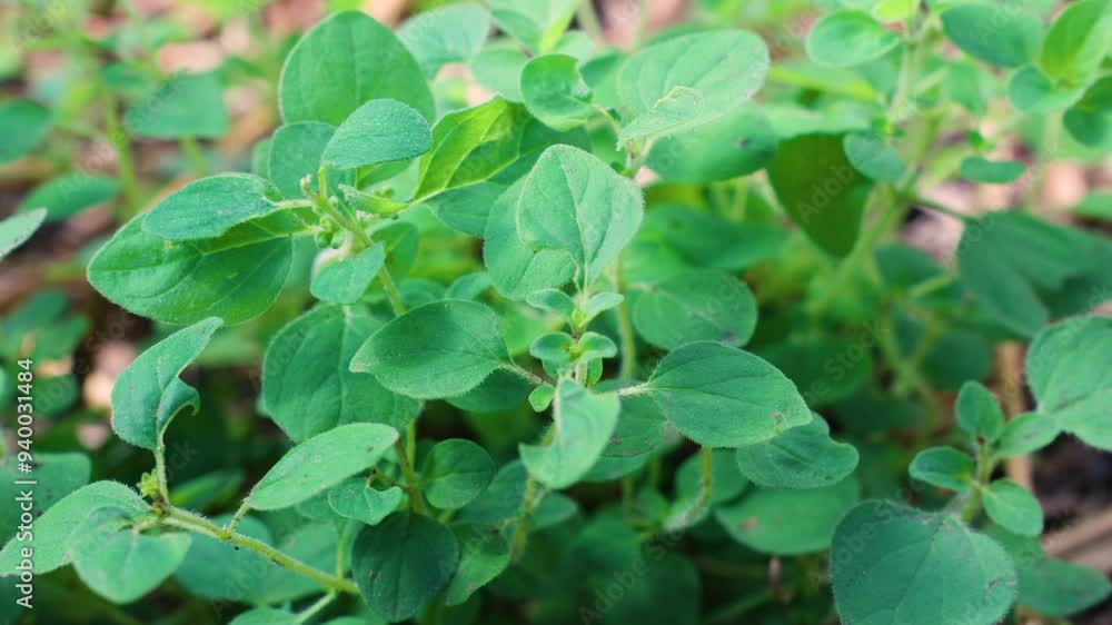 oregano origanum vulgare herb oregano origanum vulgare herb