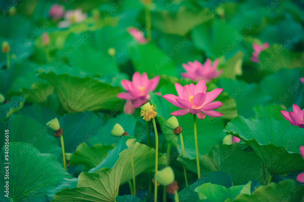 In summer, red lotus flowers are particularly bright against the backdrop of green lotus leaves In summer, red lotus flowers are particularly bright against the backdrop of green lotus leaves