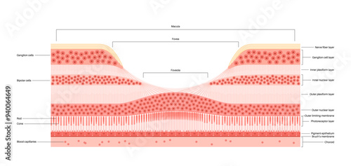 Macula fovea and foveola