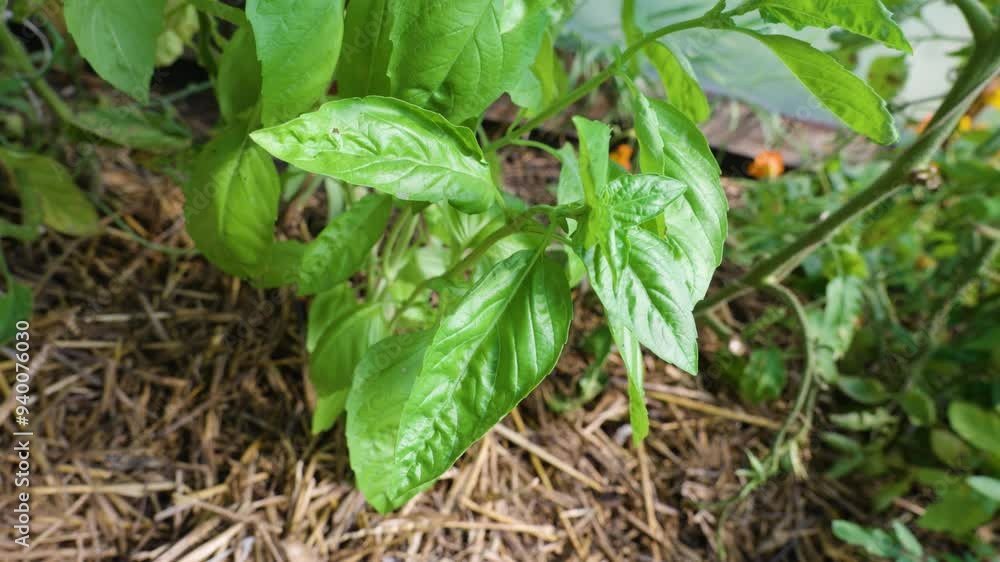 basil organic growing herb basil organic growing herb