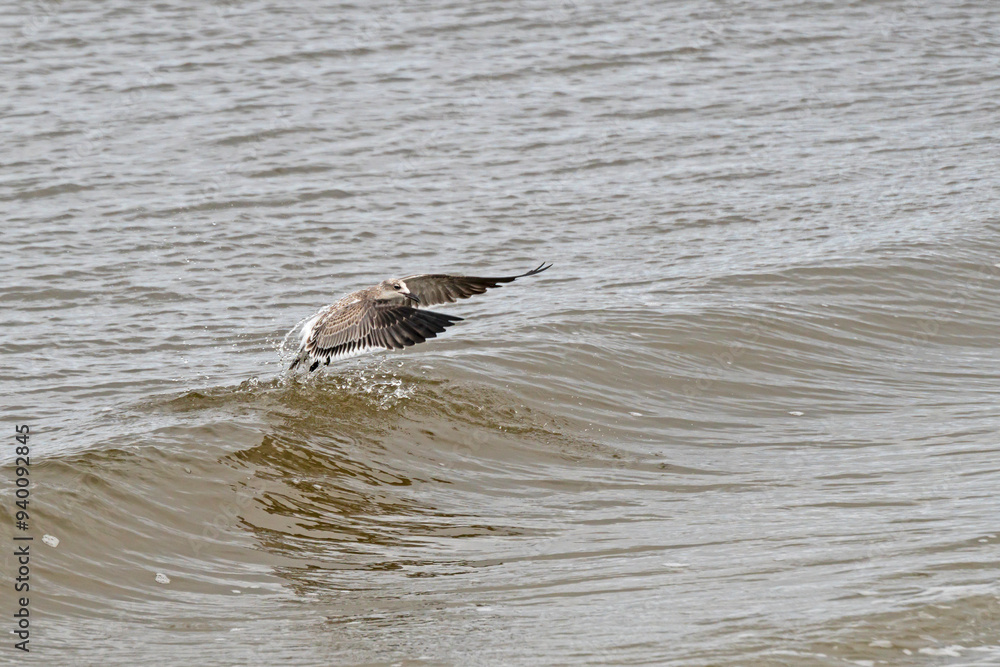 Laughing Gull launches into flight from water. Laughing Gull launches into flight from water.