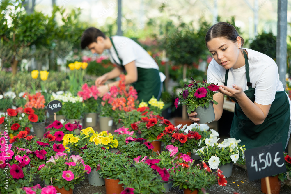 Fototapeta premium Skilled interested young salesgirl preparing for sale potted garden plants in greenhouse, inspecting blooming bush of petunias with bright colorful flowers..