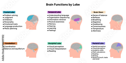 Brain functions by lobe. Medical information and diagram