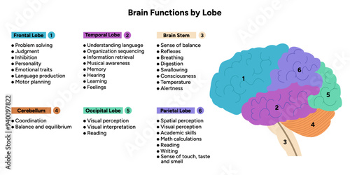 Brain functions by lobe. Medical information and diagram