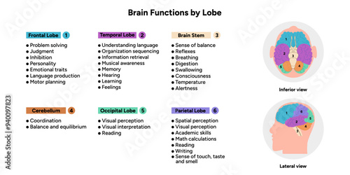 Brain functions by lobe. Medical information and diagram
