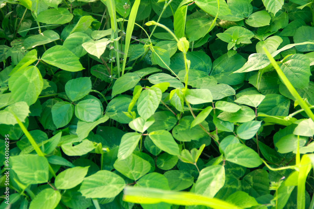 Centrosema virginianum is a climbing plant that grows wild Centrosema virginianum is a climbing plant that grows wild