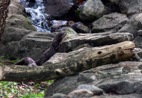Asian River Otter Playing on a Log