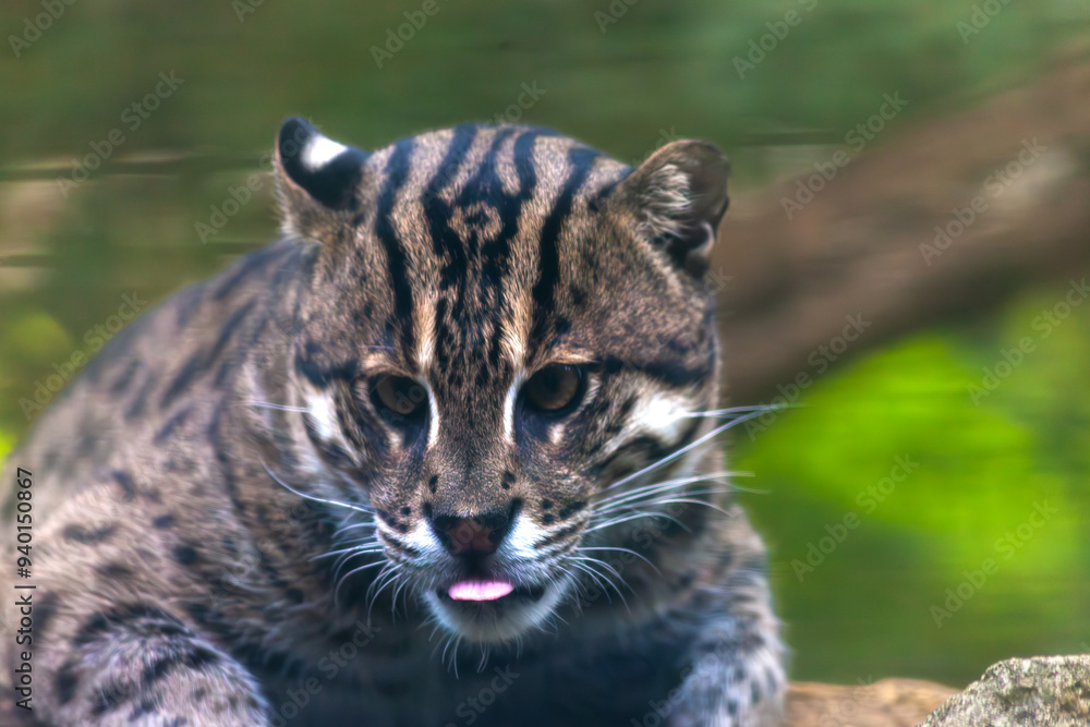 Fototapeta premium Wild Cat Looking Off in the Distance