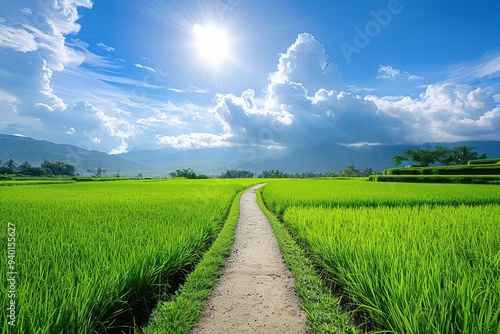 A long dirt path leading through the rice fields