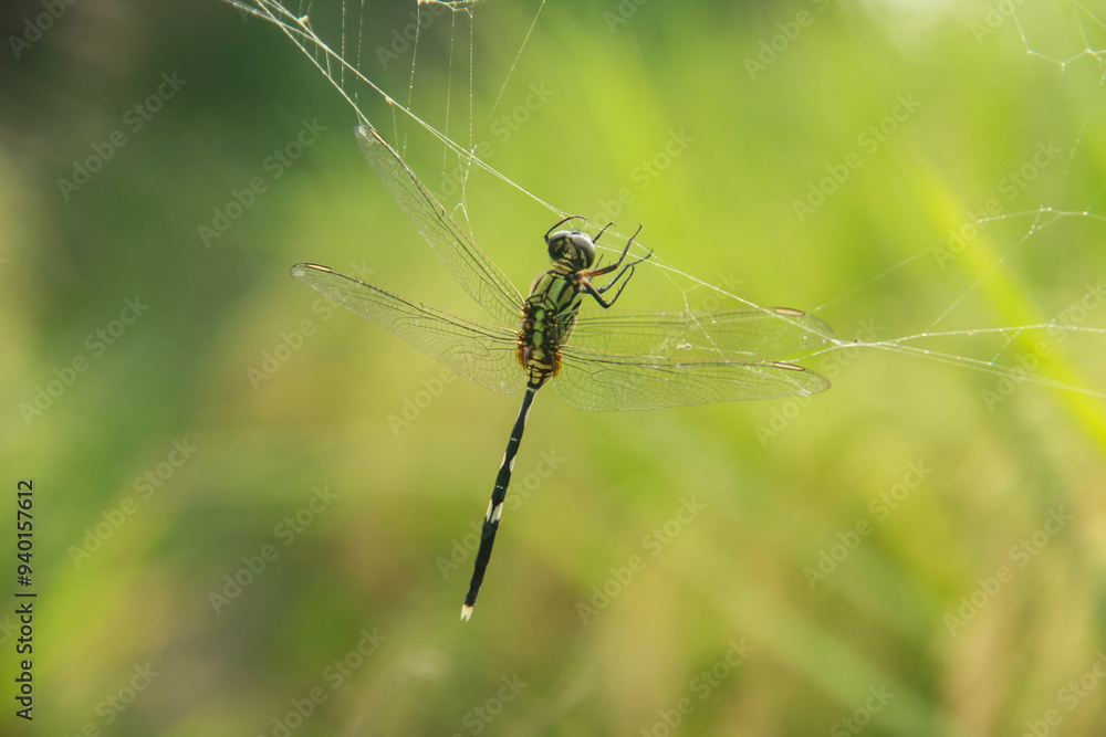 Orthetrum Sabina or rhinoceros dragonfly caught in a spider's web around the rice plant Orthetrum Sabina or rhinoceros dragonfly caught in a spider's web around the rice plant