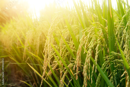 Oryza sativa or rice plant, rice fields that have turned yellow and are ready to be harvested photo