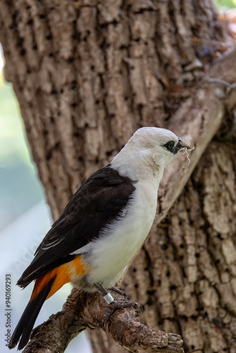 Close up of white-headed buffalo weaver bird