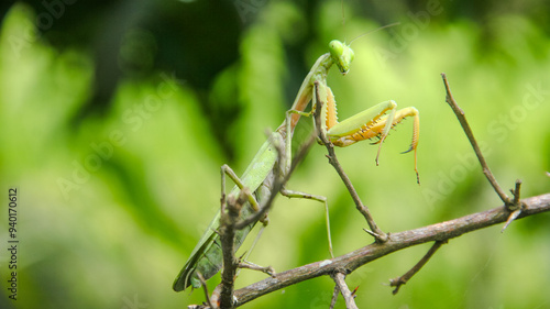 Foto Mantis religiosa or praying mantis is an animal belonging to the order Mantodea