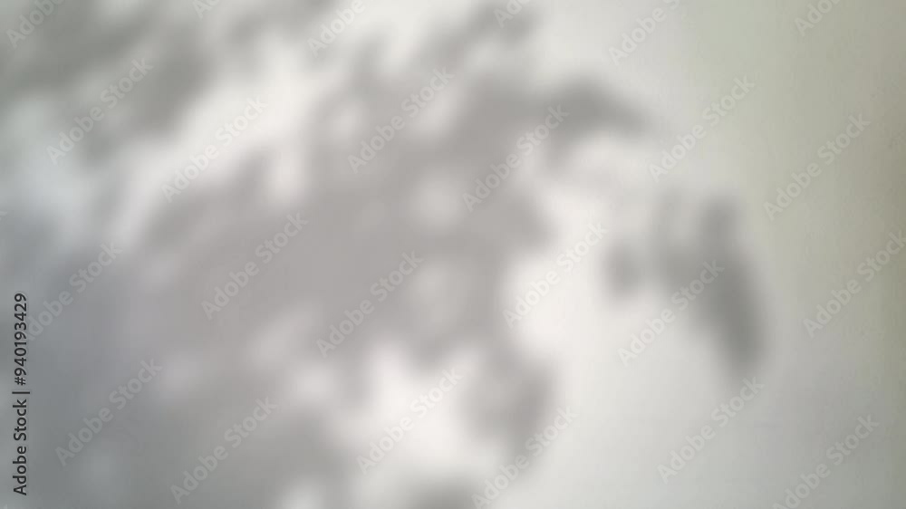 Abstract silhouette tree branchs on white wall in the evening sunlight background, beautiful natural sun rays leaves shade waving in morning wind, blur bokeh plant shadow light in sunset spring nature