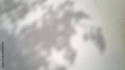 Abstract silhouette tree branchs on white wall in the evening sunlight background, beautiful natural sun rays leaves shade waving in morning wind, blur bokeh plant shadow light in sunset spring nature