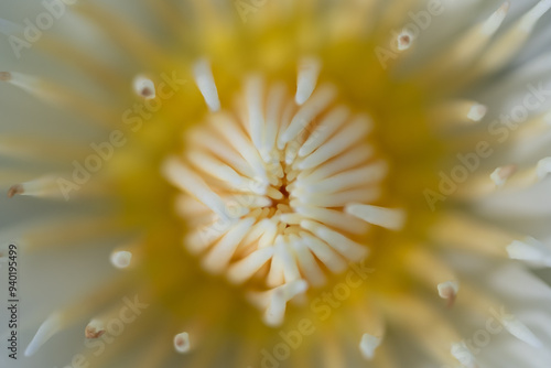 Zoomed photo of white and yellow lotus pollen