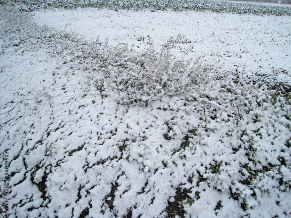 A view of a field where snow has begun to accumulate A view of a field where snow has begun to accumulate