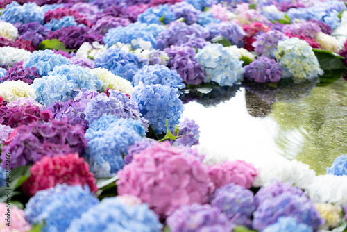 太宰府天満宮 紫陽花の手水舎