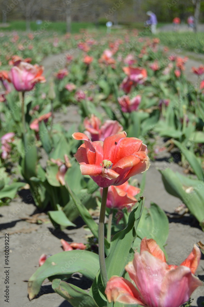 red tulips in the garden