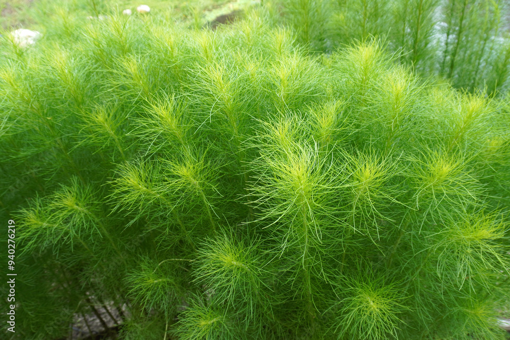 Fresh green Kochia plants in summer, close up with selective focus Fresh green Kochia plants in summer, close up with selective focus