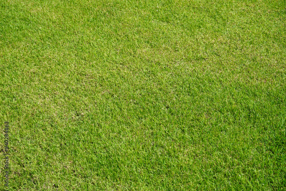 green grass background green grass background