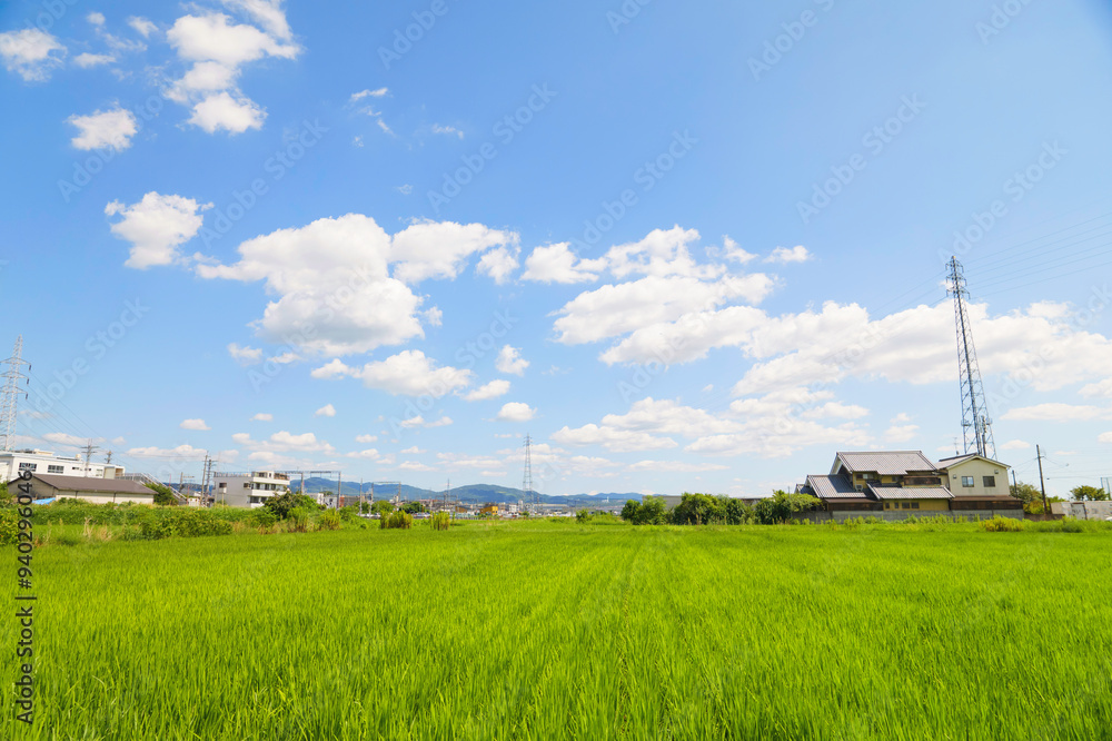 Agriculture green rice field under blue sky Agriculture green rice field under blue sky