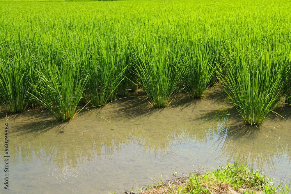 Obraz premium Summer rice field with ears of rice growing