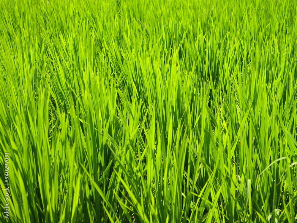 Summer rice field with ears of rice growing Summer rice field with ears of rice growing
