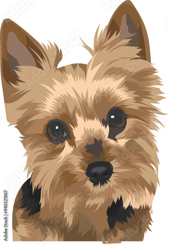 yorkshire terrier puppy