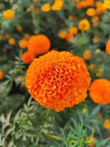 orange dahlia flower