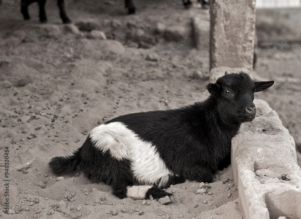 A resting black and white goat. A resting black and white goat.