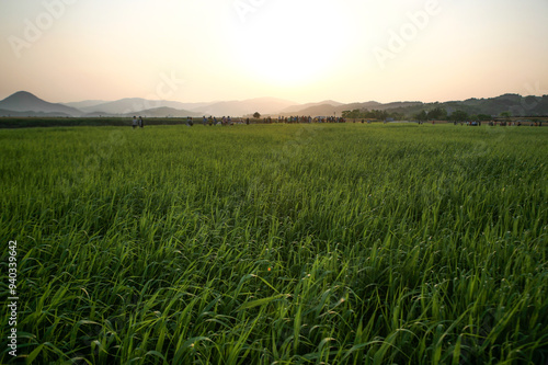 View of the green meadow before sunset photo