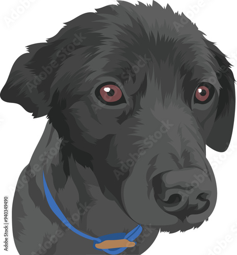 black and white dog