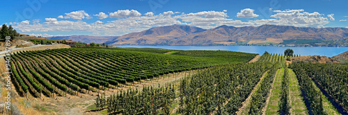 Wine country, a panoramic view of a vineyard at Lake Chelan, Washington on a beautiful late summer day showing the vineyard, the lake and the arid hillsides in the background_08252024_9831.