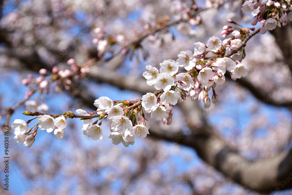 Obraz premium 細い枝に咲くソメイヨシノ