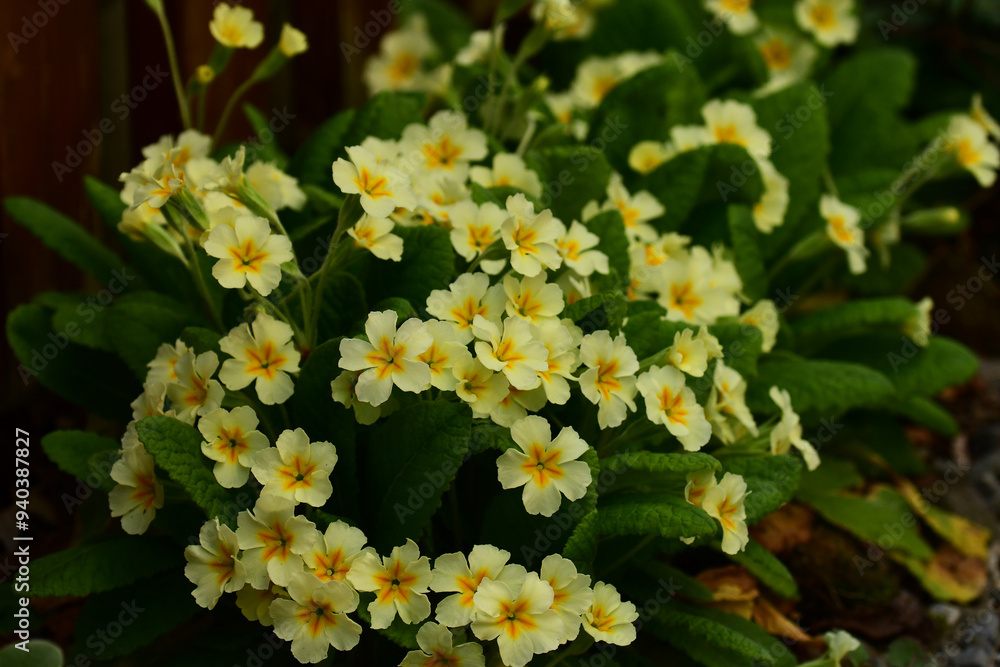庭の黄色いプリムラの花 庭の黄色いプリムラの花