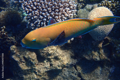 Female of parrotfish. It has beak-like dental bone with strong teeth and bril...